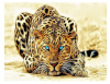 Norimpex teemantmaal Diamond Mosaic - Leopard