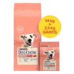 Purina Nestle kuivtoit koerale Dog Chow Sensitive Salmon, 14 + 2,5kg