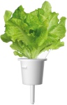 Click & Grow Smart Garden refill Lehtsalat 3tk