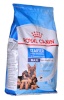 Royal Canin kuivtoit koerale SHN Maxi Starter M&B 4kg