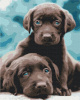 Symag numbrimaal Paint it! - Blue eyed puppies