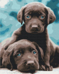 Symag numbrimaal Paint it! - Blue eyed puppies